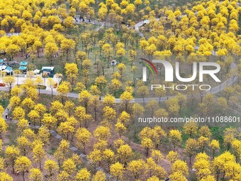 Tabebuia chrysantha trees are blooming at the Qingxiu Mountain Wind Chime Valley in Nanning, China, on March 19, 2024. (