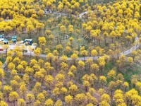 Tabebuia chrysantha trees are blooming at the Qingxiu Mountain Wind Chime Valley in Nanning, China, on March 19, 2024. (