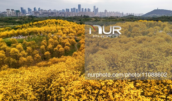 Tabebuia chrysantha trees are blooming at the Qingxiu Mountain Wind Chime Valley in Nanning, China, on March 19, 2024. 