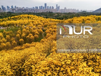 Tabebuia chrysantha trees are blooming at the Qingxiu Mountain Wind Chime Valley in Nanning, China, on March 19, 2024. (