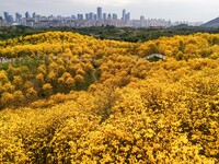 Tabebuia chrysantha trees are blooming at the Qingxiu Mountain Wind Chime Valley in Nanning, China, on March 19, 2024. (