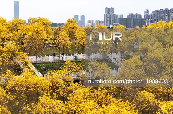 Tabebuia chrysantha trees are blooming at the Qingxiu Mountain Wind Chime Valley in Nanning, China, on March 19, 2024. 