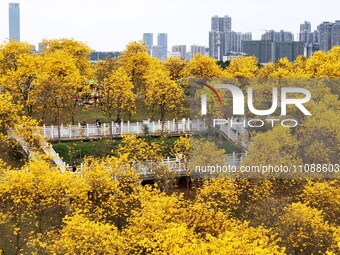 Tabebuia chrysantha trees are blooming at the Qingxiu Mountain Wind Chime Valley in Nanning, China, on March 19, 2024. (