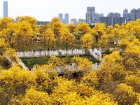 Tabebuia chrysantha trees are blooming at the Qingxiu Mountain Wind Chime Valley in Nanning, China, on March 19, 2024. (