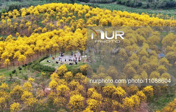 Tabebuia chrysantha trees are blooming at the Qingxiu Mountain Wind Chime Valley in Nanning, China, on March 19, 2024. 