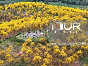 Tabebuia chrysantha trees are blooming at the Qingxiu Mountain Wind Chime Valley in Nanning, China, on March 19, 2024. (