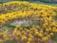 Tabebuia chrysantha trees are blooming at the Qingxiu Mountain Wind Chime Valley in Nanning, China, on March 19, 2024. (