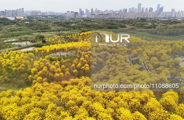 Tabebuia chrysantha trees are blooming at the Qingxiu Mountain Wind Chime Valley in Nanning, China, on March 19, 2024. 