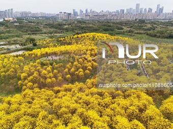 Tabebuia chrysantha trees are blooming at the Qingxiu Mountain Wind Chime Valley in Nanning, China, on March 19, 2024. (