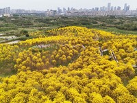 Tabebuia chrysantha trees are blooming at the Qingxiu Mountain Wind Chime Valley in Nanning, China, on March 19, 2024. (