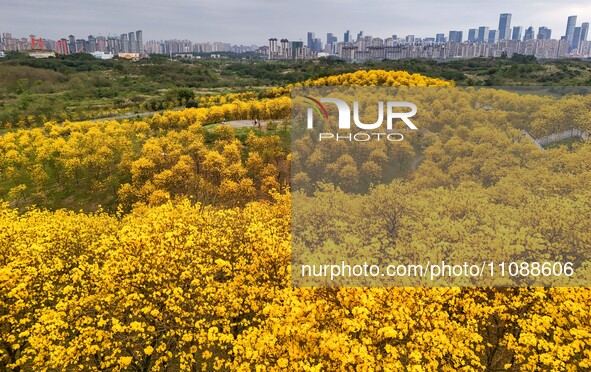 Tabebuia chrysantha trees are blooming at the Qingxiu Mountain Wind Chime Valley in Nanning, China, on March 19, 2024. 