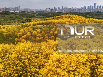 Tabebuia chrysantha trees are blooming at the Qingxiu Mountain Wind Chime Valley in Nanning, China, on March 19, 2024. (