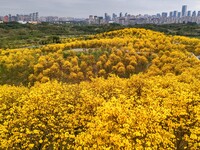 Tabebuia chrysantha trees are blooming at the Qingxiu Mountain Wind Chime Valley in Nanning, China, on March 19, 2024. (