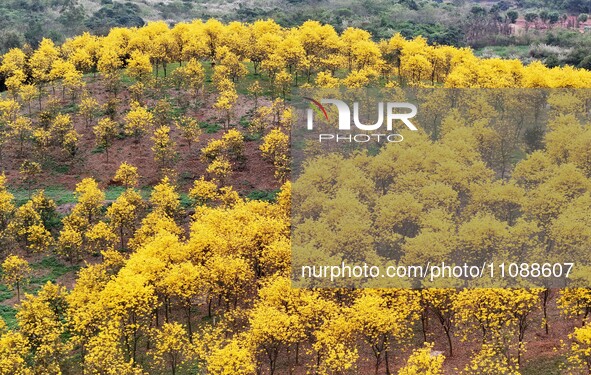 Tabebuia chrysantha trees are blooming at the Qingxiu Mountain Wind Chime Valley in Nanning, China, on March 19, 2024. 