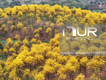 Tabebuia chrysantha trees are blooming at the Qingxiu Mountain Wind Chime Valley in Nanning, China, on March 19, 2024. (