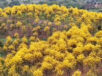 Tabebuia chrysantha trees are blooming at the Qingxiu Mountain Wind Chime Valley in Nanning, China, on March 19, 2024. (