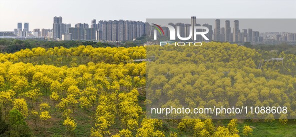 Tabebuia chrysantha trees are blooming at the Qingxiu Mountain Wind Chime Valley in Nanning, China, on March 19, 2024. 