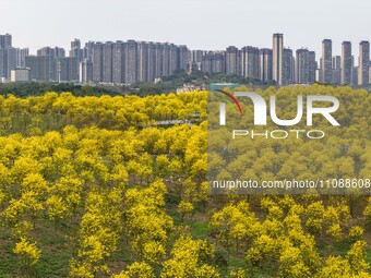 Tabebuia chrysantha trees are blooming at the Qingxiu Mountain Wind Chime Valley in Nanning, China, on March 19, 2024. (