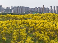 Tabebuia chrysantha trees are blooming at the Qingxiu Mountain Wind Chime Valley in Nanning, China, on March 19, 2024. (