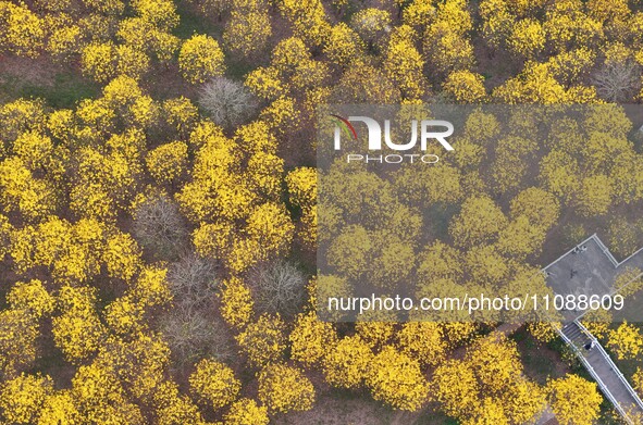 Tabebuia chrysantha trees are blooming at the Qingxiu Mountain Wind Chime Valley in Nanning, China, on March 19, 2024. 