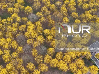 Tabebuia chrysantha trees are blooming at the Qingxiu Mountain Wind Chime Valley in Nanning, China, on March 19, 2024. (