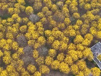 Tabebuia chrysantha trees are blooming at the Qingxiu Mountain Wind Chime Valley in Nanning, China, on March 19, 2024. (