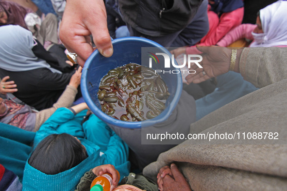 A local practitioner is placing leeches in a plastic mug for Nowruz, the beginning of the year in the Persian calendar, in Srinagar, Kashmir...