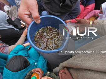 A local practitioner is placing leeches in a plastic mug for Nowruz, the beginning of the year in the Persian calendar, in Srinagar, Kashmir...