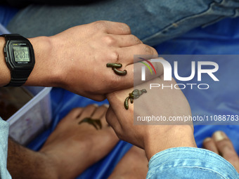 A local practitioner is placing leeches on the hands and feet of a man to suck impure blood as a means of skin treatment in celebration of N...