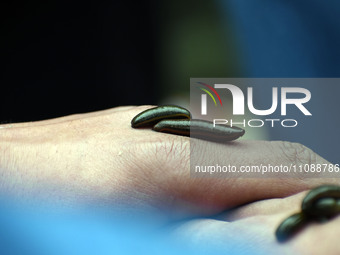 A local practitioner is placing leeches on the hand of a man to suck impure blood as a means of skin treatment in celebration of Nowruz, the...