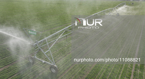 A farmer is using a water-saving pivot sprinkler for spring irrigation in Zouping, China, on March 21, 2024. 