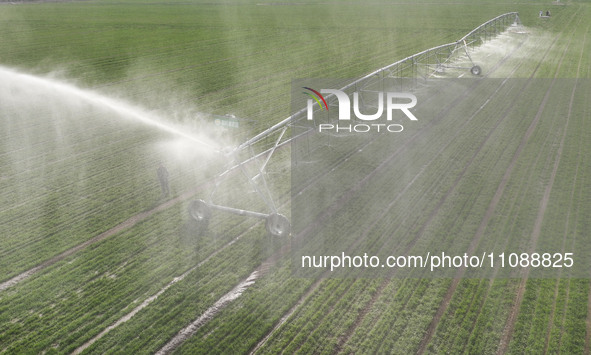 A farmer is using a water-saving pivot sprinkler for spring irrigation in Zouping, China, on March 21, 2024. 