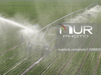 A farmer is using a water-saving pivot sprinkler for spring irrigation in Zouping, China, on March 21, 2024. (