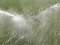 A farmer is using a water-saving pivot sprinkler for spring irrigation in Zouping, China, on March 21, 2024. (