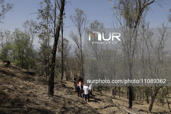 Members of Civil Protection are rescuing a person who suffered a fall while climbing Cerro de la Estrella in the Iztapalapa mayor's office i...