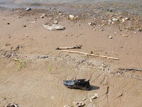 Debris is floating downstream, brought by the 2023 Yangtze River flood, near the Linjiangxi Bridge in Yichang on the Yangtze River in Yichan...