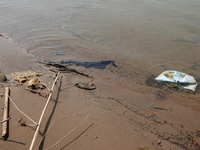 Debris is floating downstream, brought by the 2023 Yangtze River flood, near the Linjiangxi Bridge in Yichang on the Yangtze River in Yichan...