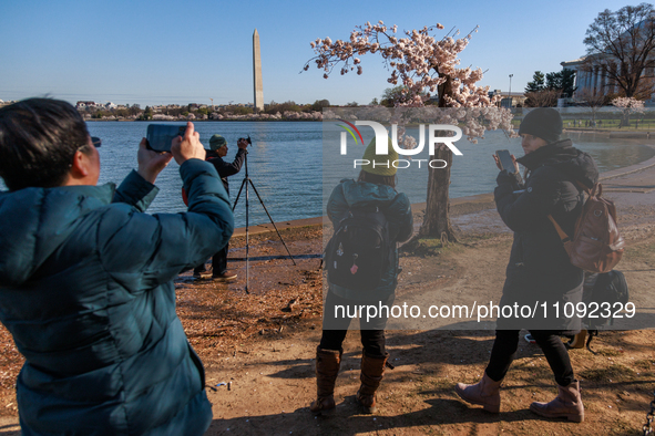 Crowds gather to view a small cherry blossom tree nicknamed 'Stumpy' at the Tidal Basin in Washington, D.C. on March 22, 2024 pending its im...