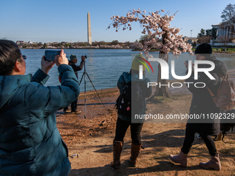 Crowds gather to view a small cherry blossom tree nicknamed 'Stumpy' at the Tidal Basin in Washington, D.C. on March 22, 2024 pending its im...