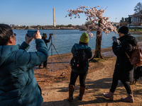 Crowds gather to view a small cherry blossom tree nicknamed 'Stumpy' at the Tidal Basin in Washington, D.C. on March 22, 2024 pending its im...