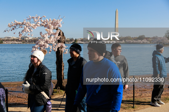 Crowds gather to view a small cherry blossom tree nicknamed 'Stumpy' at the Tidal Basin in Washington, D.C. on March 22, 2024 pending its im...