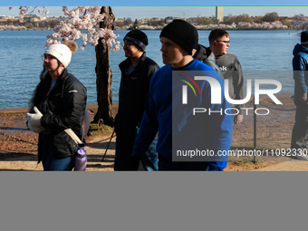 Crowds gather to view a small cherry blossom tree nicknamed 'Stumpy' at the Tidal Basin in Washington, D.C. on March 22, 2024 pending its im...