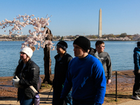 Crowds gather to view a small cherry blossom tree nicknamed 'Stumpy' at the Tidal Basin in Washington, D.C. on March 22, 2024 pending its im...