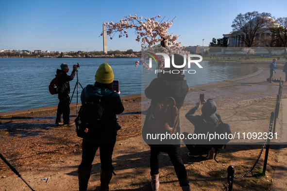 Crowds gather to view a small cherry blossom tree nicknamed 'Stumpy' at the Tidal Basin in Washington, D.C. on March 22, 2024 pending its im...