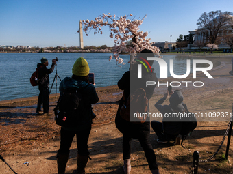 Crowds gather to view a small cherry blossom tree nicknamed 'Stumpy' at the Tidal Basin in Washington, D.C. on March 22, 2024 pending its im...