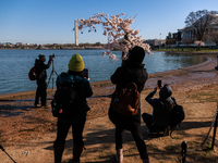 Crowds gather to view a small cherry blossom tree nicknamed 'Stumpy' at the Tidal Basin in Washington, D.C. on March 22, 2024 pending its im...