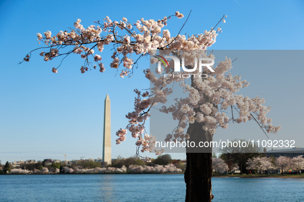 A small cherry blossom tree nicknamed 'Stumpy' is seen at the Tidal Basin in Washington, D.C. on March 22, 2024 pending its imminent removal...