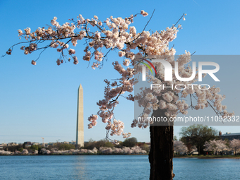 A small cherry blossom tree nicknamed 'Stumpy' is seen at the Tidal Basin in Washington, D.C. on March 22, 2024 pending its imminent removal...