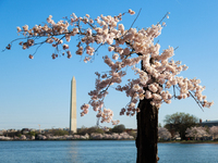 A small cherry blossom tree nicknamed 'Stumpy' is seen at the Tidal Basin in Washington, D.C. on March 22, 2024 pending its imminent removal...