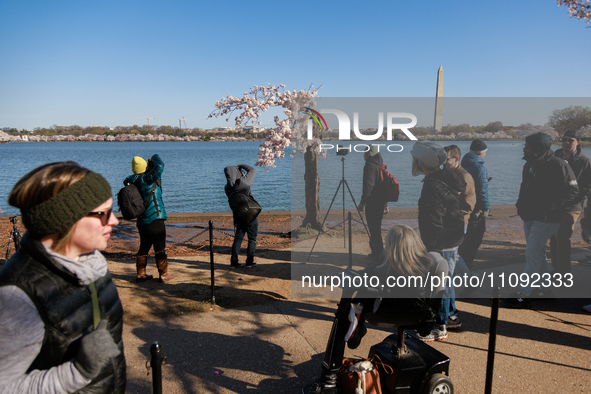 Crowds gather to view a small cherry blossom tree nicknamed 'Stumpy' at the Tidal Basin in Washington, D.C. on March 22, 2024 pending its im...